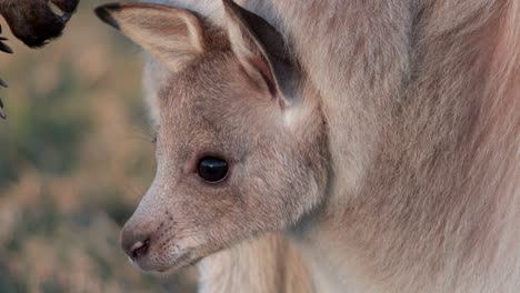 a close-up of a kangaroo joey peering from its mother's pouch in warm sunset light, with a soft, natural background and minimal camera movement