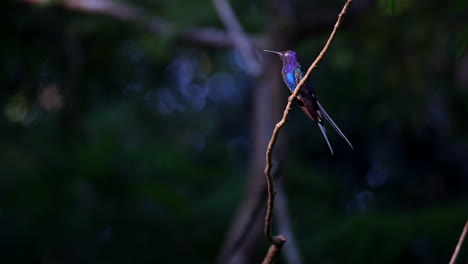 el colibrí de cola de golondrina se alza con la lengua larga en la reserva de tucanes de trilha dps