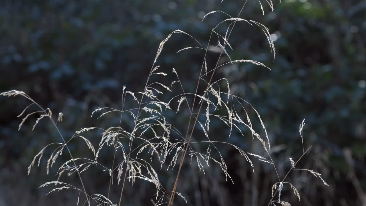 영국 워릭셔, 겨울 햇살에 바람에 날리는 고운 섬세한 풀들