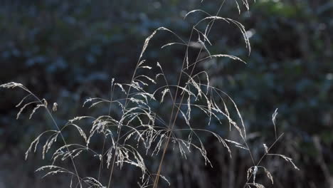 Finos-Y-Delicados-Pastos-Que-Se-Han-Convertido-En-Semillas-Que-Soplan-En-La-Brisa-Del-Sol-De-Invierno,-Warwickshire,-Inglaterra