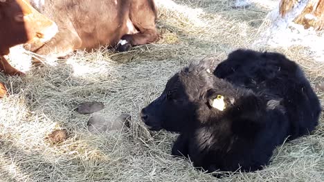 black calve cow eating grass in natural surroundings lying in grass next to poop and dung, slow motion