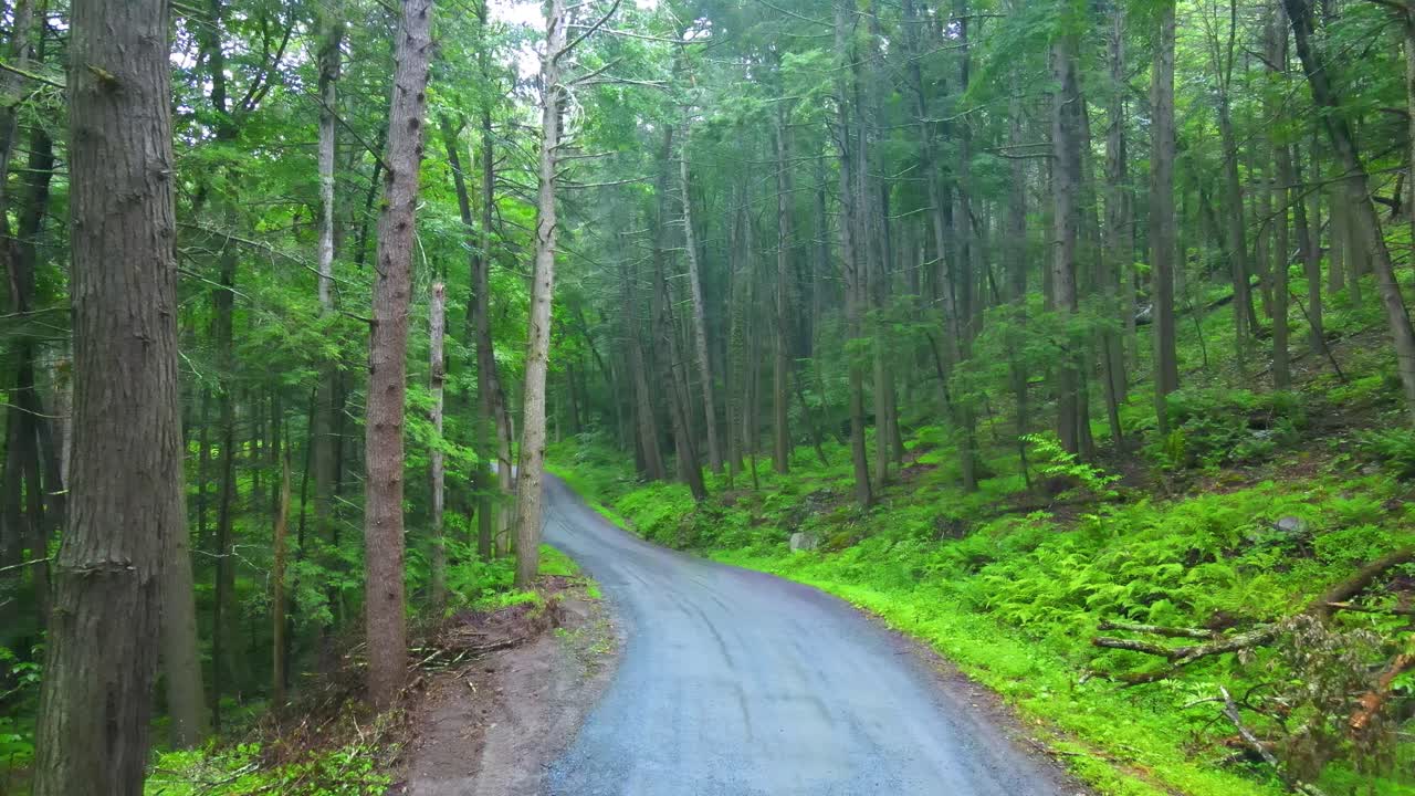 애팔래치아 산맥의 외딴 소나무 숲길의 드론 영상
