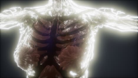 colorful human body animation showing bones and organs