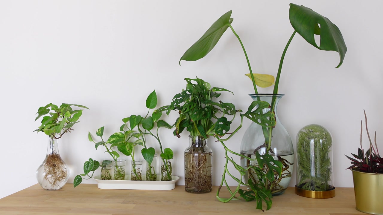 Indoor Plants Propagating in Glass Vases with Visible Roots