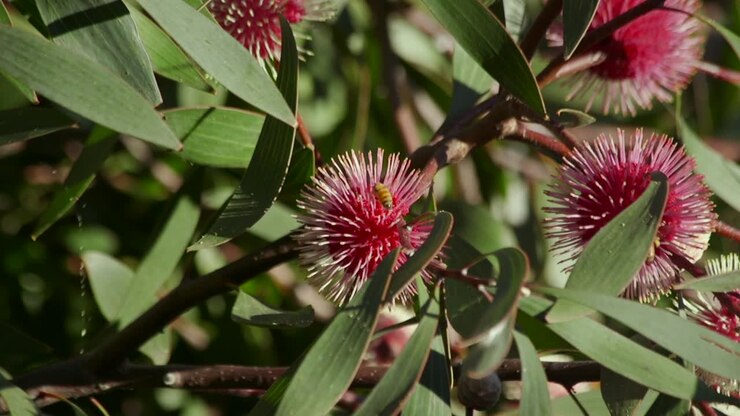 Ape che vola intorno alla pianta di Hakea Laurina, di giorno soleggiato, Maffra, Victoria, Australia, slow motion