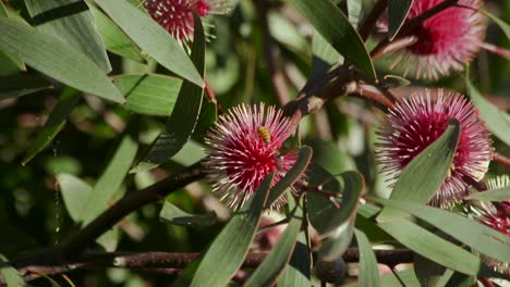 abeja volando alrededor de la planta de hakea laurina, maffra soleado durante el día, victoria, cámara lenta de australia