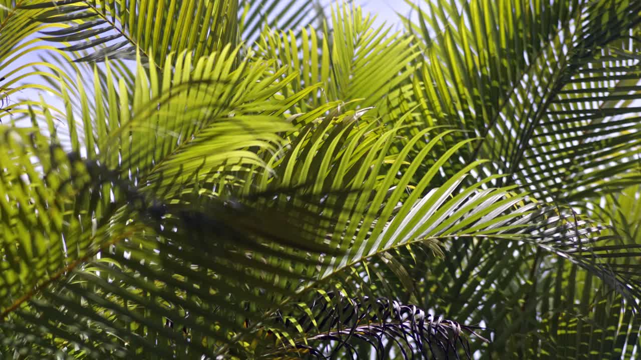 Close-Up of Lush Green Palm Leaves in Bright Sunlight