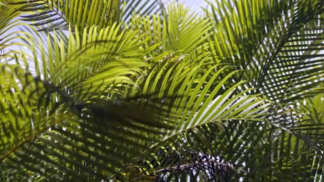 close-up of lush green palm leaves in bright sunlight