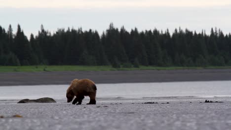 Ein-Grizzlybär-Aus-Alaska-Ist-In-Der-Nähe-Des-Wassers