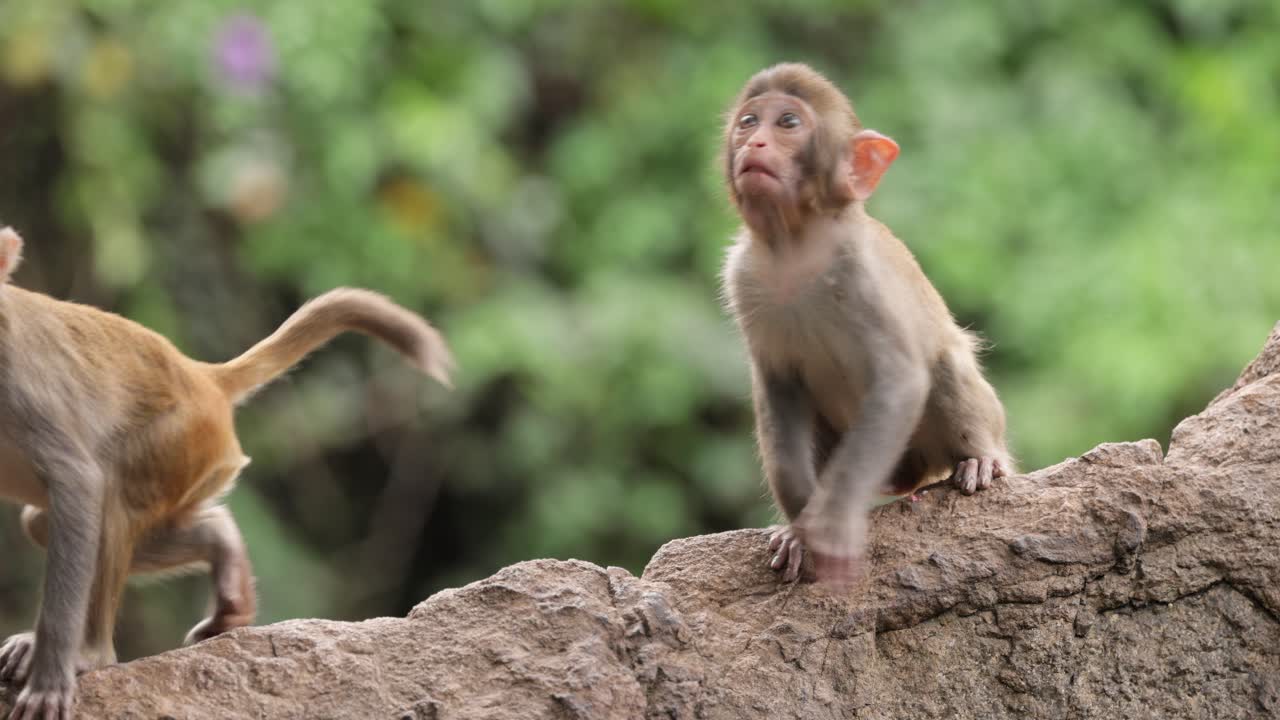 Macaques in nature. Macaques constitute a genus (Macaca) of gregarious monkeys. Macaques are found in a variety of habitats throughout the Asian continent and are highly adaptable
