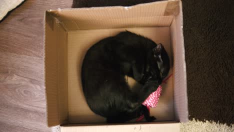 black cat is playing with toy inside a cardboard box