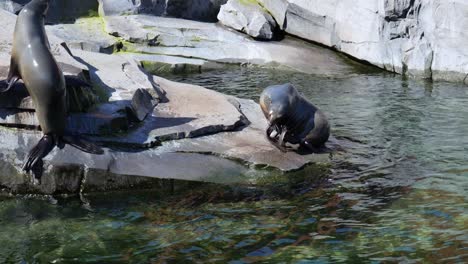 Seelöwe-Kratzt-Sich-Am-Körper,-Während-Der-Andere-Nach-Dem-Schwimmen-Aus-Dem-Wasser-Kommt