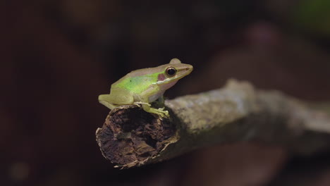 southeast asian white-lipped frog is sitting on a branch at jungle night, close up shot