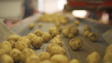 patatas rodando en la cinta transportadora.