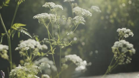 Experimente-El-Sereno-Esplendor-De-Un-Exuberante-Bosque-Verde-Con-Este-Metraje-Cinematográfico-Que-Captura-La-Belleza-Natural-Del-Bosque.