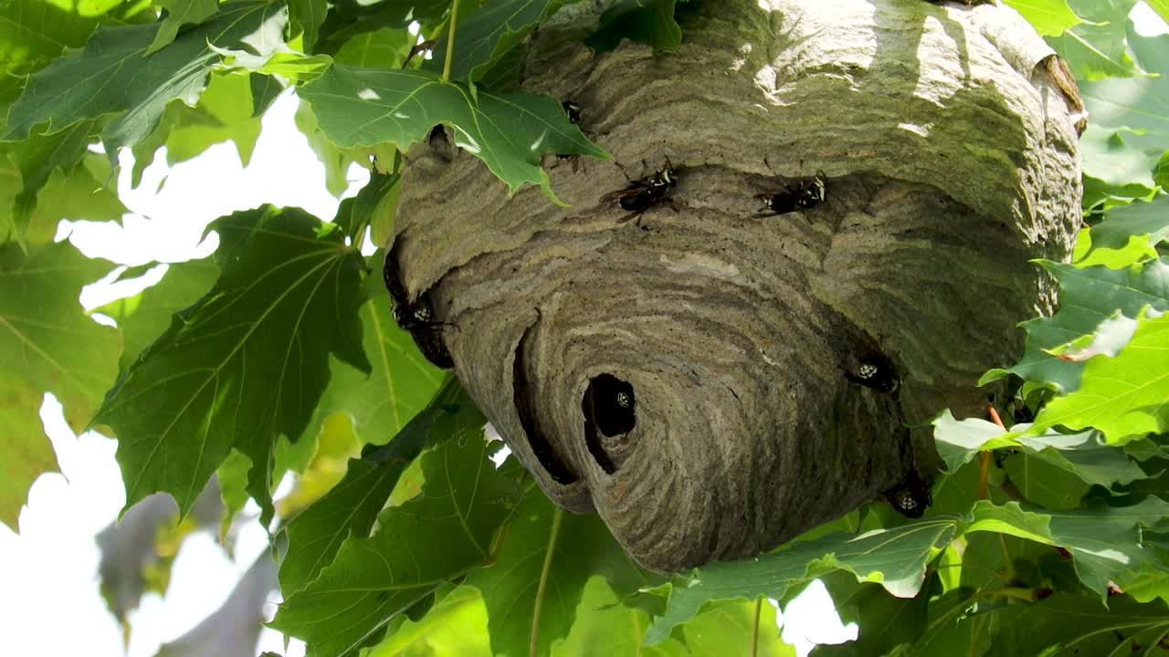 Very active bald-faced hornets building a nest in a maple tree