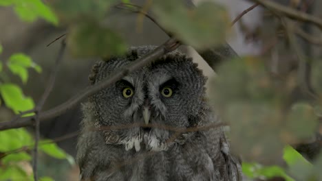 increíble foto de un gran búho gris girando la cabeza y abriendo sus ojos amarillos penetrantes