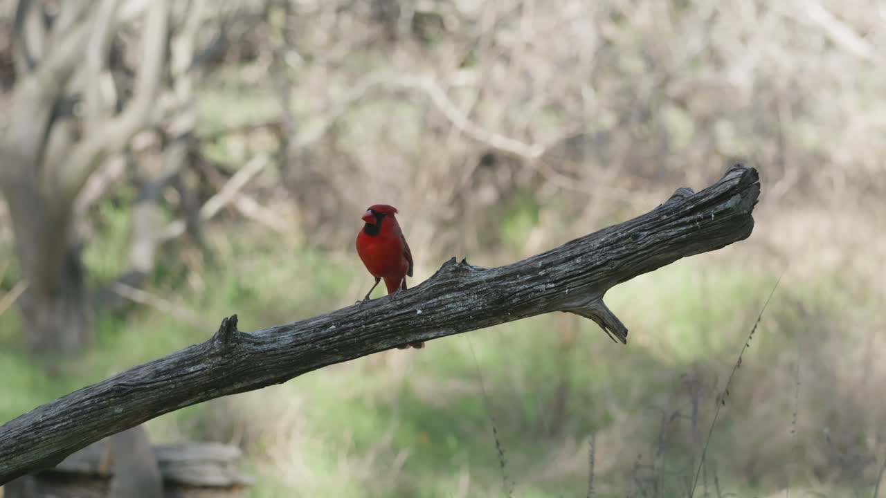 A bright red Northern Cardinal perches on a branch - Cardinalis cardinalis