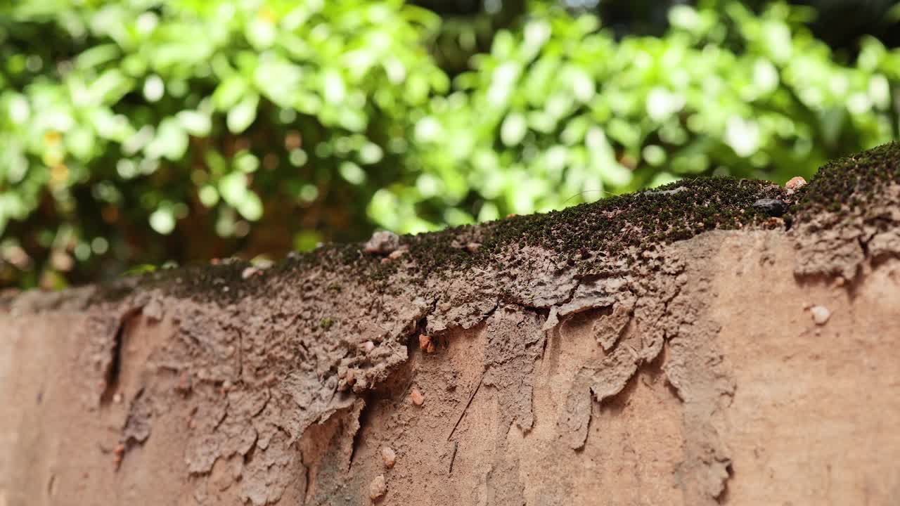Weathered wall with moss and plant life