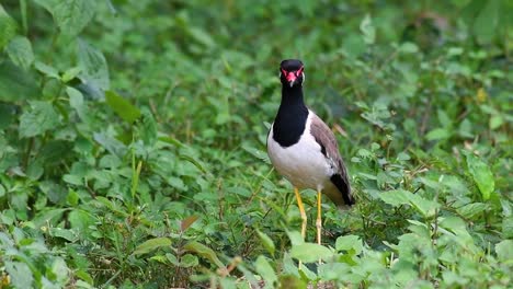 the red-wattled lapwing is one of the most common birds of thailand