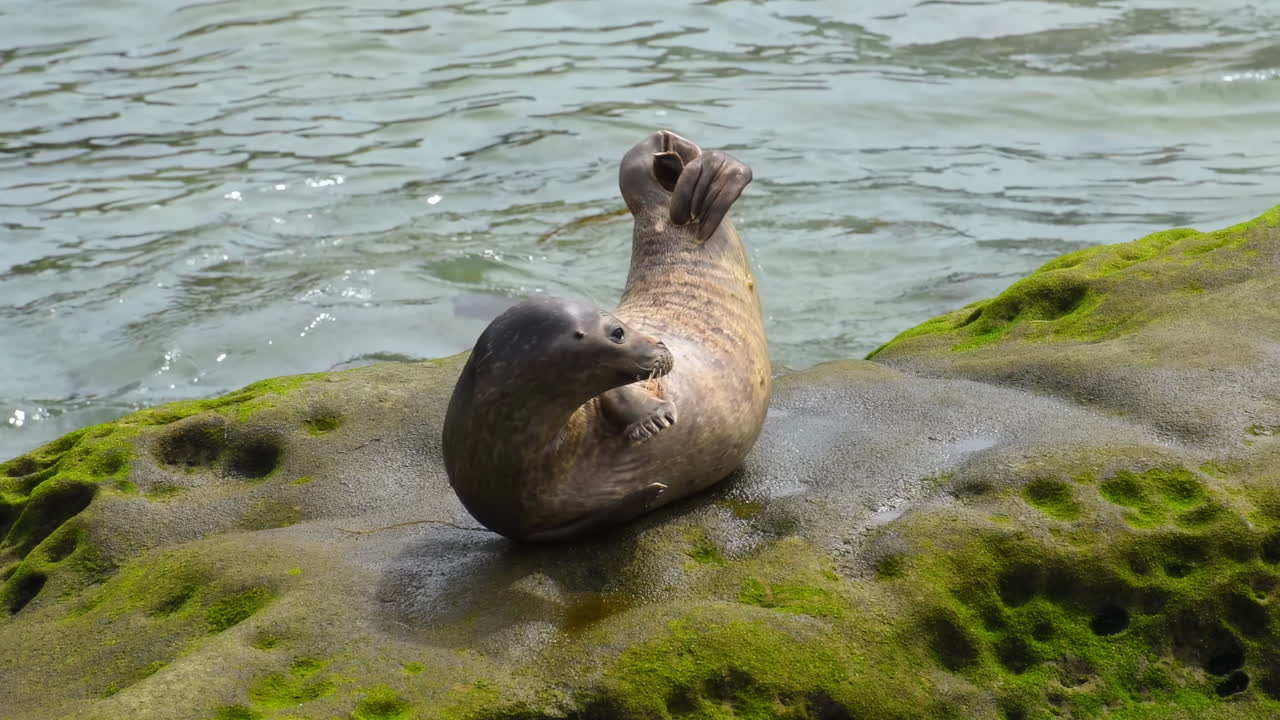 Baby seal arranging himself more comfortably on his back, yawning and looking for something on a wet rock