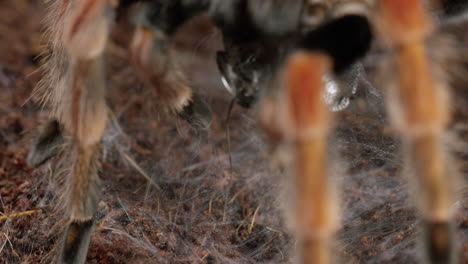 mexican red-knee tarantula picks up prey wrapped in spider web - close up