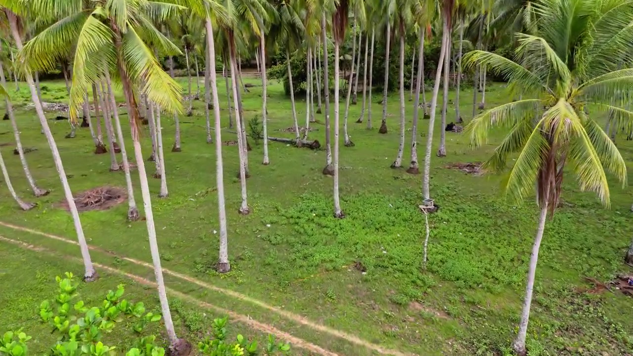 Vista aérea de drone de um denso coqueiral com uma praia de areia e água turquesa ao longo de sua margem, e uma colina verde arborizada ao fundo, Praia de Catpo, Liminangcong, Taytay, Palawan, Filipinas.