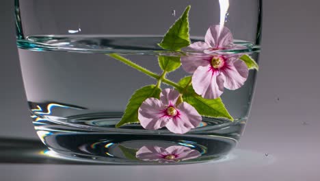 pink flowers in a glass of water