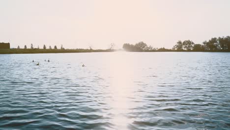 birds swim at sunset in the lake