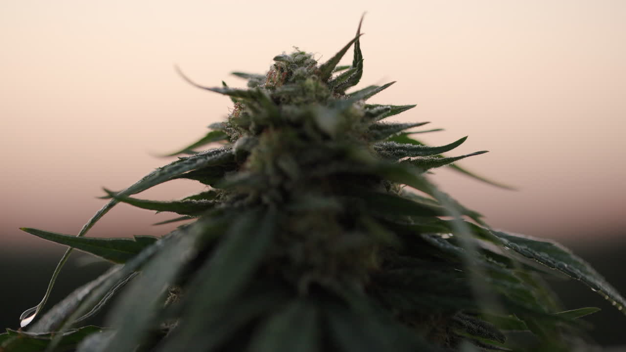 Piantagione di cannabis nel Colorado sud-orientale all'alba