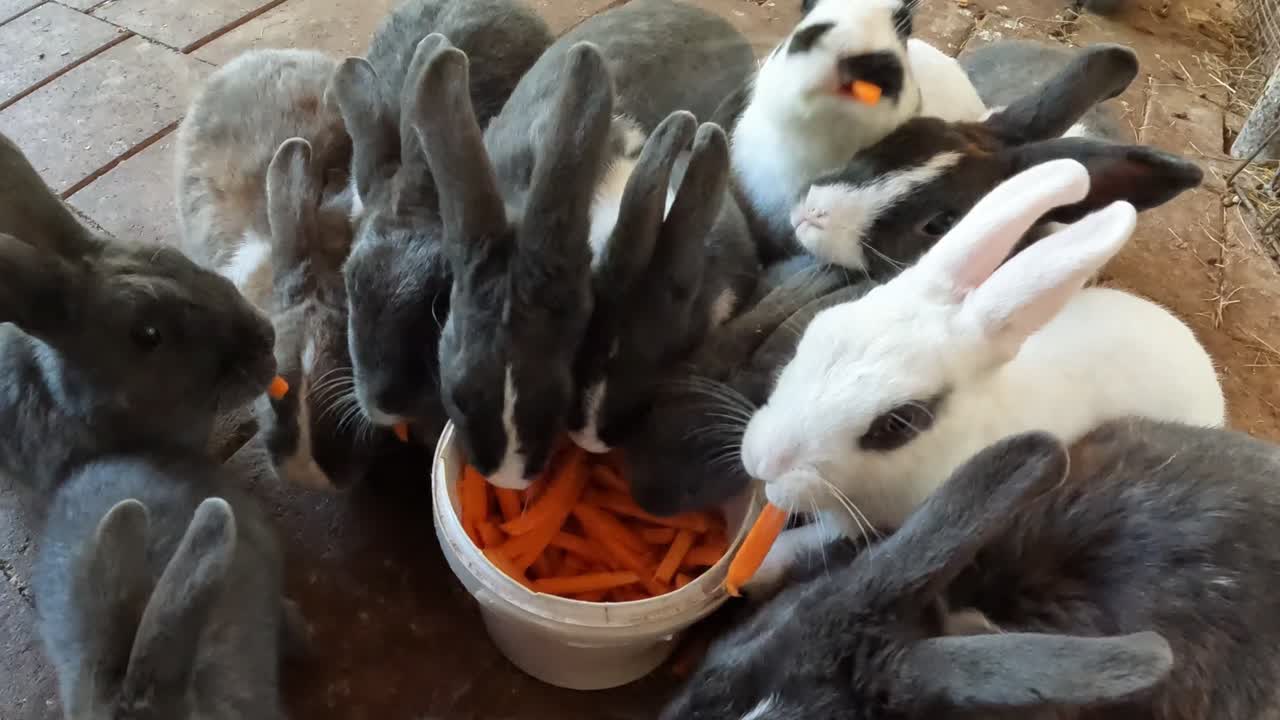A group of rabbits gather around a bowl eating sliced carrots together in an outdoor setting