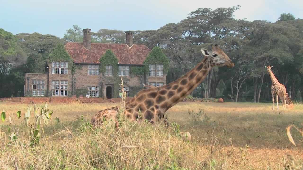 jirafas dan vueltas afuera de una antigua mansión en kenia 18