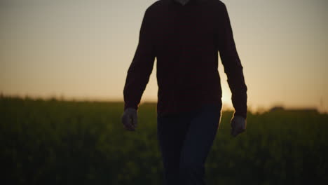 farmer walking at sunset amid yellow canola fields