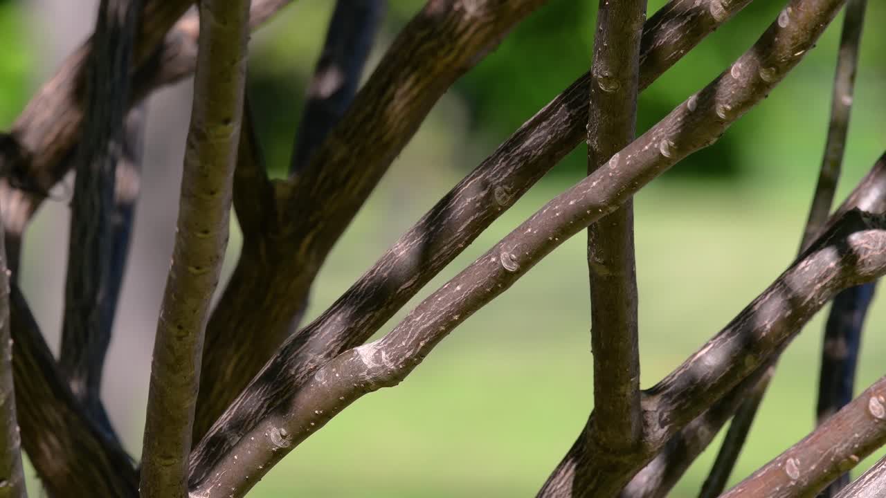 오리엔탈 까치 로빈은 태국 어디에서나 볼 수 있는 매우 흔한 참새목 새입니다.
