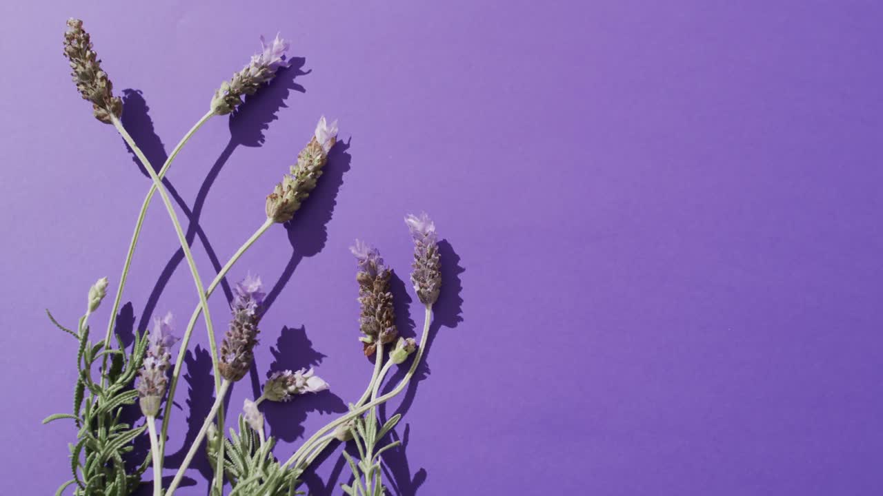 video de flores y hojas de lavanda con espacio de copia sobre fondo púrpura