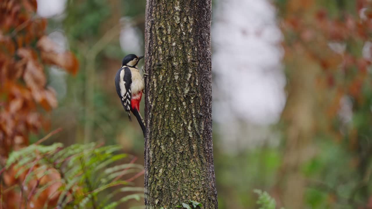 Woodpecker scans surroundings with slight head movements