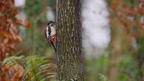 woodpecker scans surroundings with slight head movements