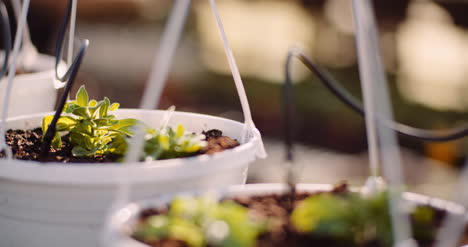 Agriculture-Flower-Seedlings-In-Greenhouse-22