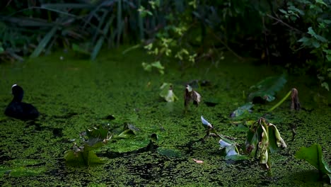 small birds within the regents canal, london, united kingdom