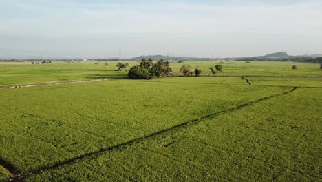 Luftflug-Nach-Unten-Zum-Grünen-Busch