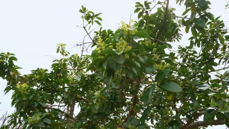 gran toma de árbol de mango floreciendo con flores en temporada listo para llevar mangos bebé
