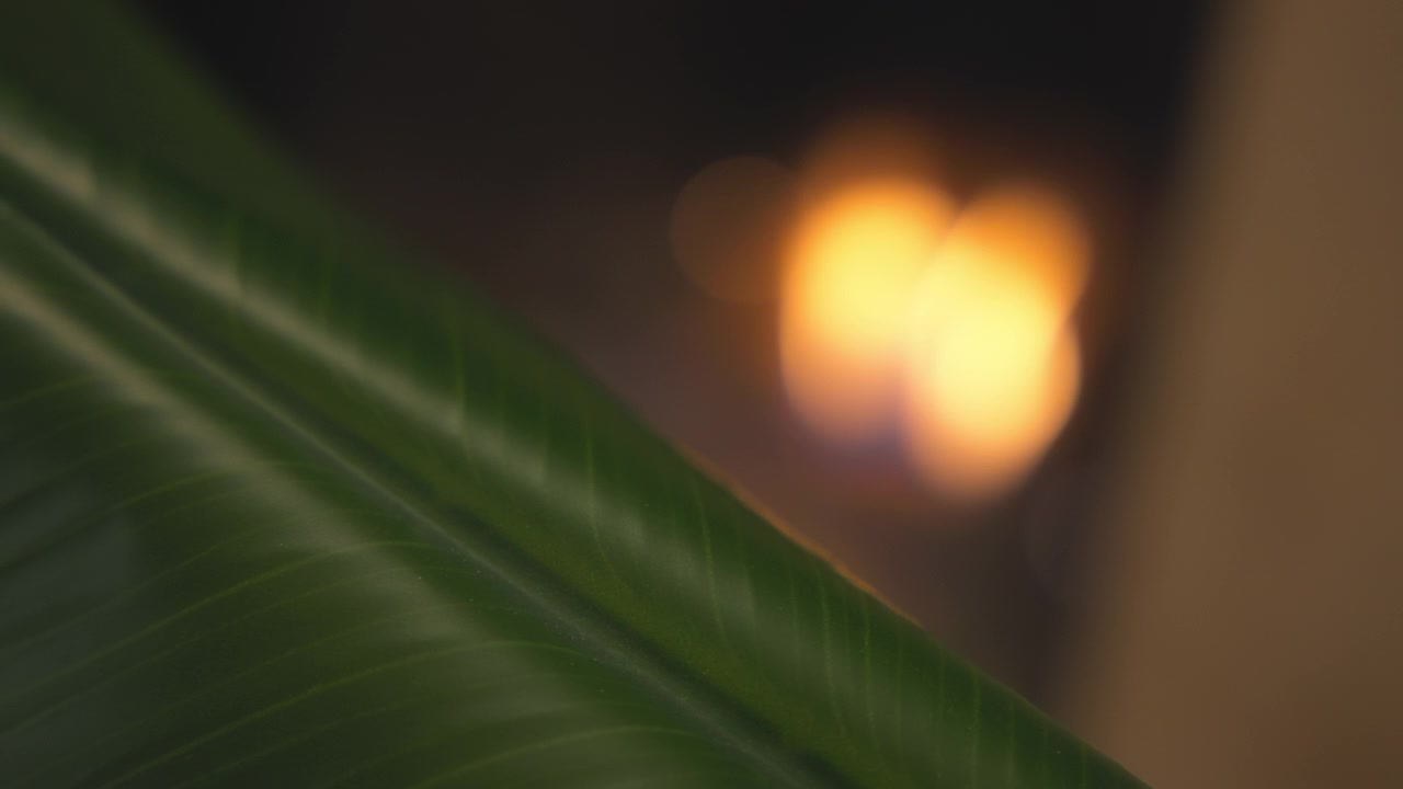 Close-up de uma planta doméstica com chamas de lareira ao fundo