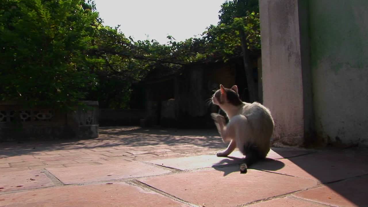 Un gatto si ferma per grattarsi.