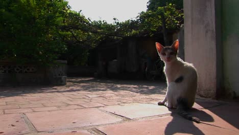 Un-Gato-Se-Detiene-Por-Un-Rasguño