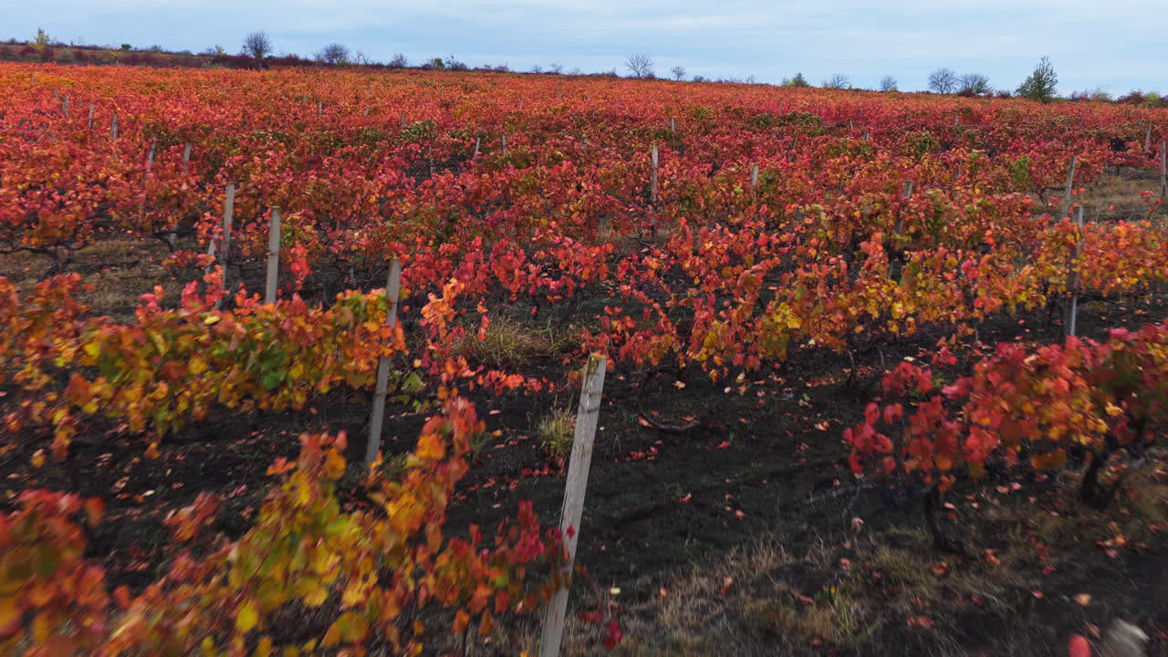 Aerial drone view of a colorful vineyard in Moldova during autumn, with rows of vines displaying vibrant yellow, orange, and red leaves