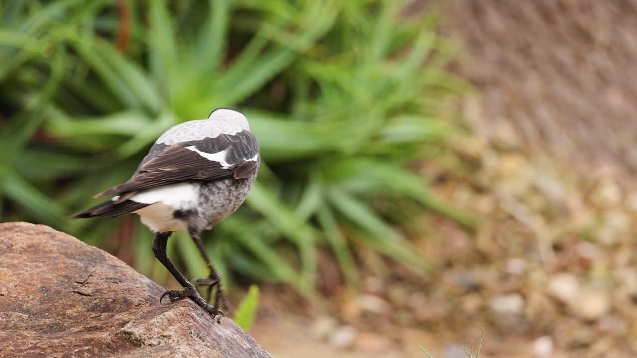 A magpie pecking at food on a rock