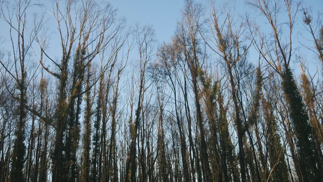 Panning footage of epicormic shoots on recovering eucalypt forest one year after wildfire near Mallacoota, Victoria, Australia, December 2020