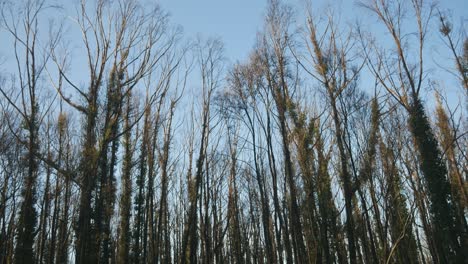 Panning footage of epicormic shoots on recovering eucalypt forest one year after wildfire near Mallacoota, Victoria, Australia, December 2020