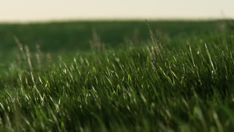 green fresh grass as a nice background