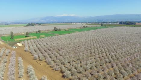 almond orchard from a drone shot in the upper galilee in israel